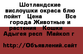 Шотландские вислоушки окраса блю пойнт › Цена ­ 4 000 - Все города Животные и растения » Кошки   . Адыгея респ.,Майкоп г.